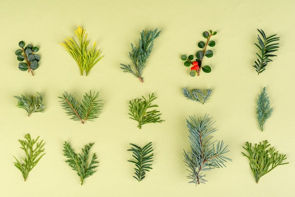 TYPES OF CHRISTMAS TREES